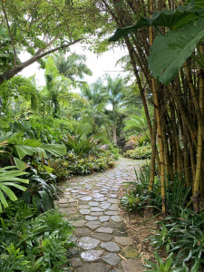 around the gardens at Golden Rock Nevis (with the Matisse-inspired ...